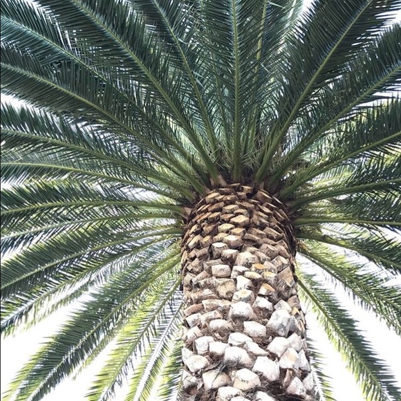 Meet your Posher, Kendi - Picture 1 of 1